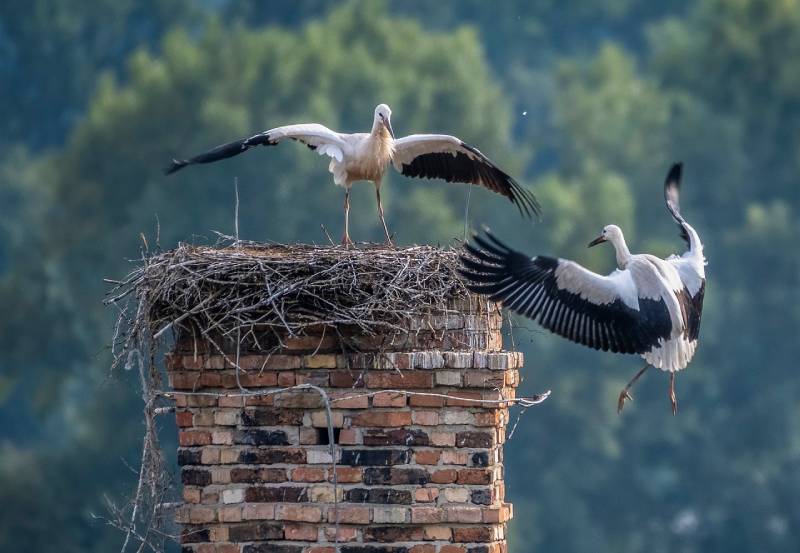 Expert Chimney Animal Removal in Romeo, MI Professional Chimney Animal Removal Services in Romeo, Michigan