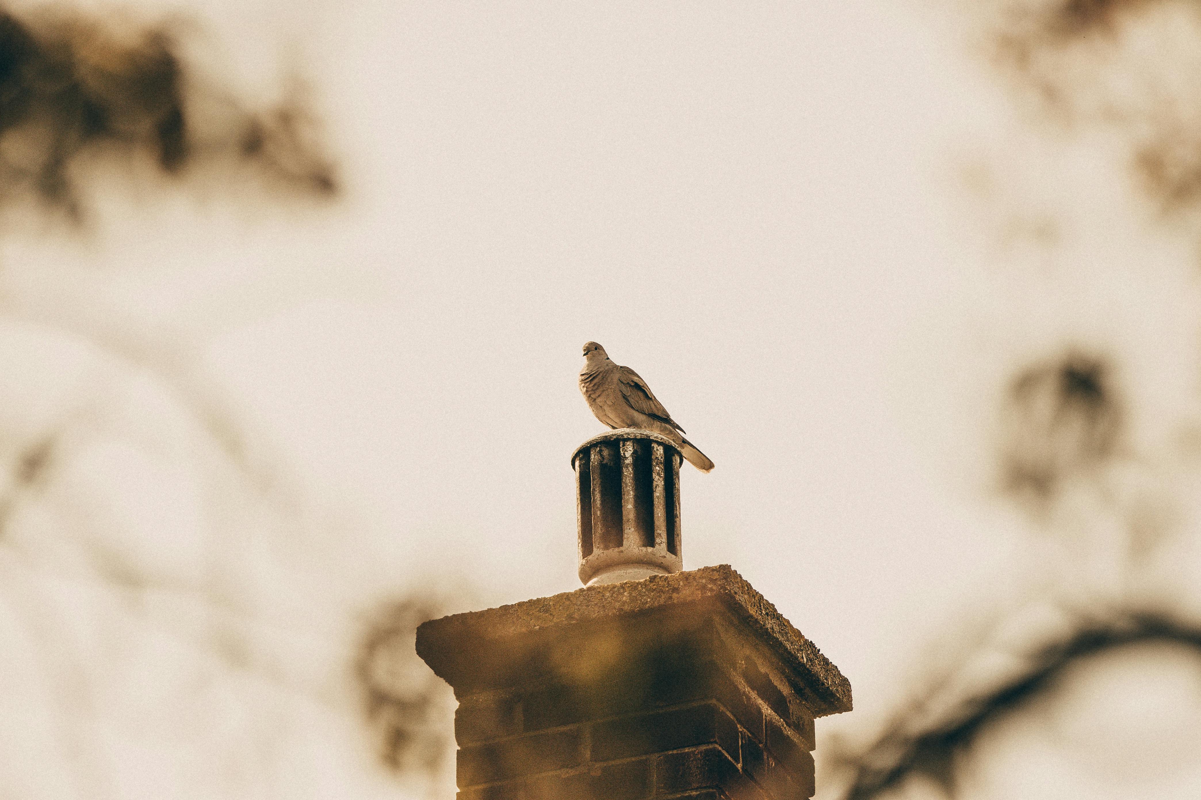 Professional Chimney Cap Installation Services in Romeo, MI Expert Chimney Cap Installation in Romeo, Michigan